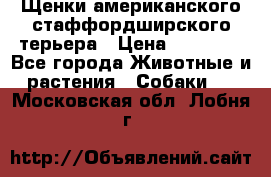 Щенки американского стаффордширского терьера › Цена ­ 20 000 - Все города Животные и растения » Собаки   . Московская обл.,Лобня г.